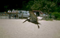 pelican flight florida Vintage A4 Photo Print