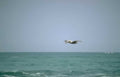 pelican flight ocean Vintage A4 Photo Print