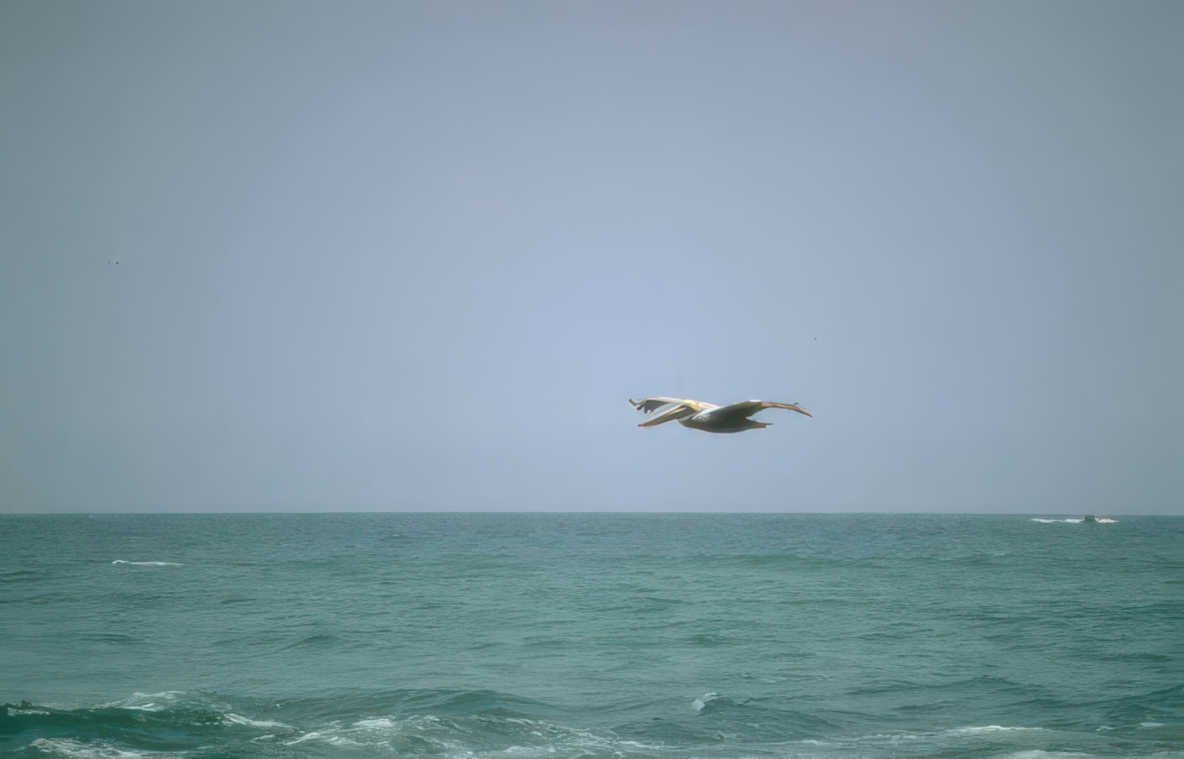 pelican flight ocean Vintage A4 Photo Print