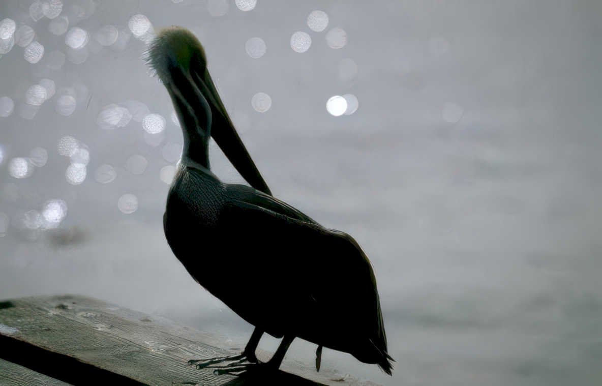 pelican silhouette dusk Vintage A4 Photo Print