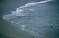 pelicans beach waves Vintage A4 Photo Print