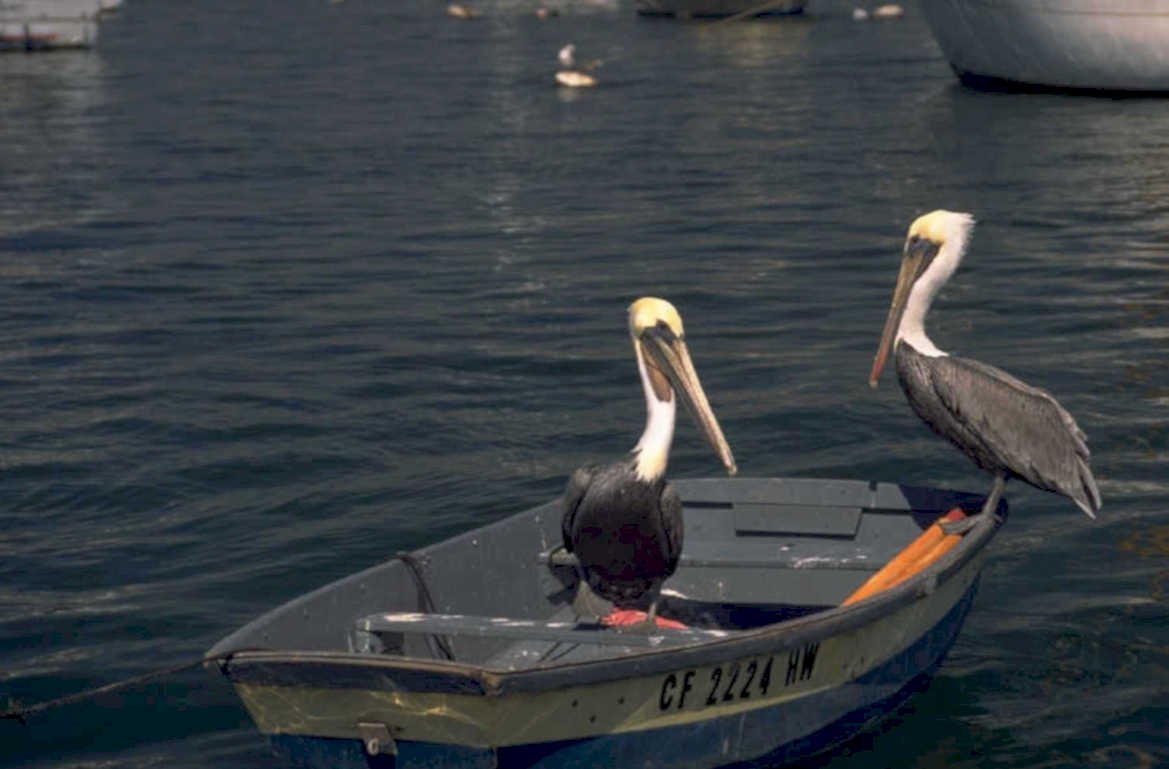pelicans boat coast 1980s 1990s A4 Photo Print