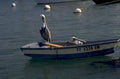 pelicans boat keys 1980s 1990s A4 Photo Print