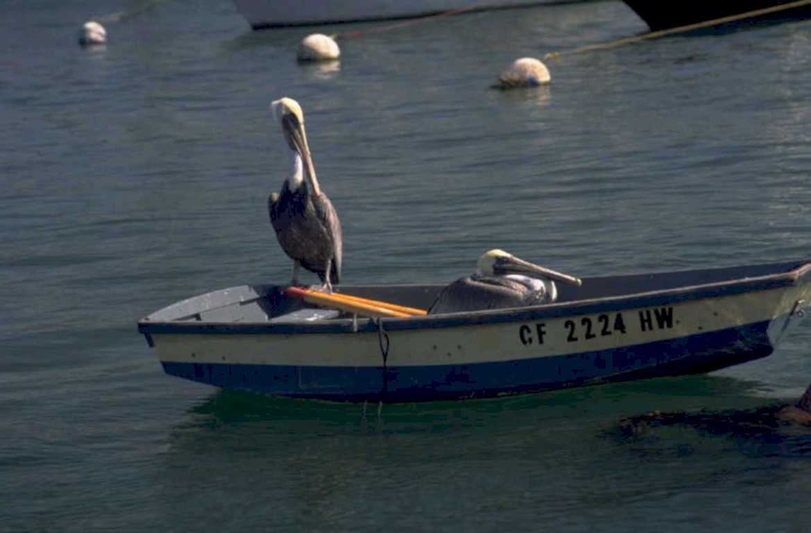 pelicans boat keys 1980s 1990s A4 Photo Print