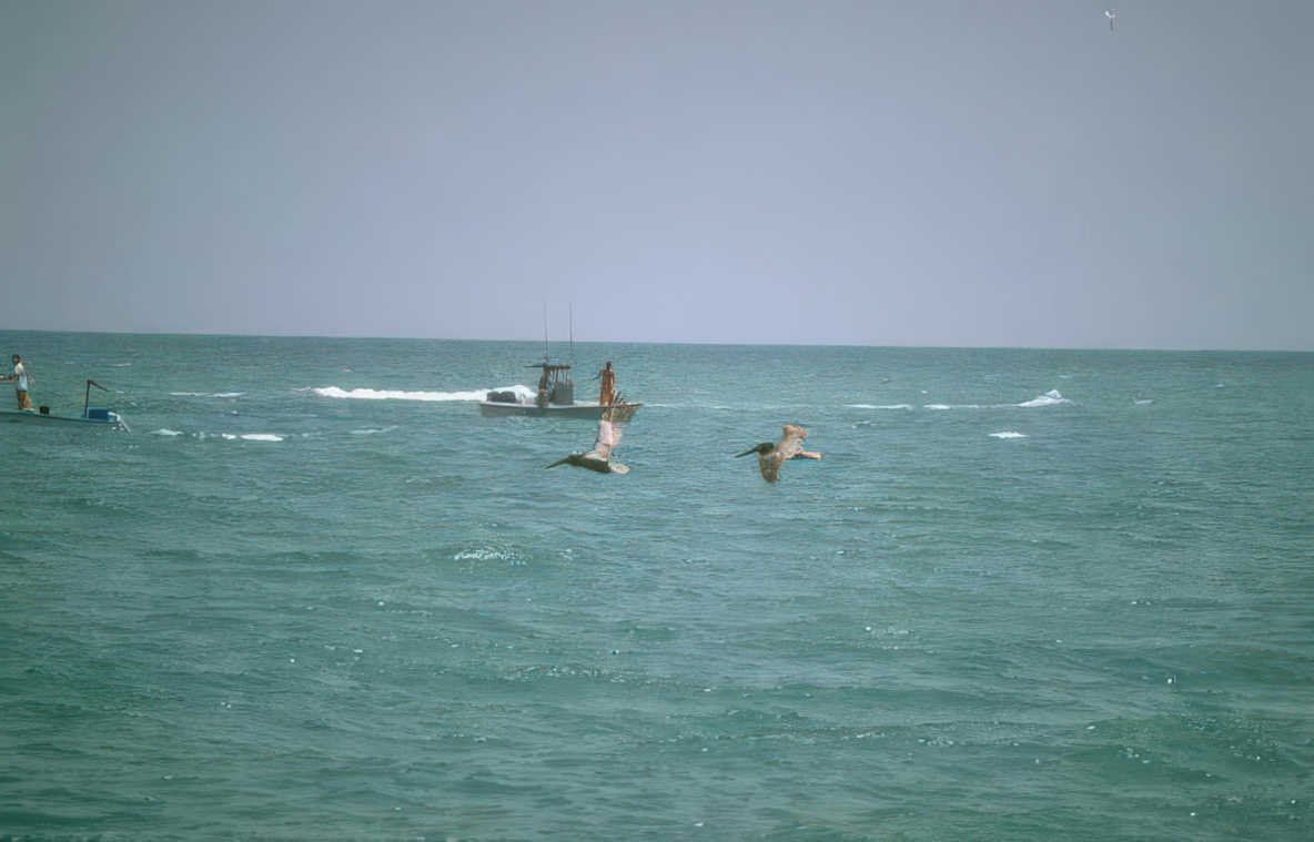 pelicans boats gulf GIGA 2