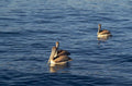 pelicans ocean sunlight 1980s 1990s A4 Photo Print