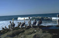 pelicans rocks ocean Vintage A4 Photo Print