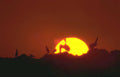 pelicans sunset coast Vintage A4 Photo Print