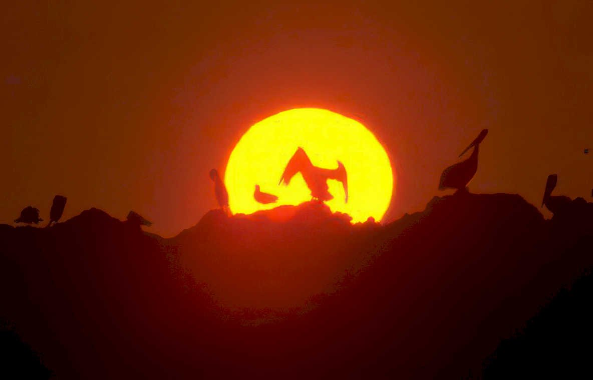 pelicans sunset keys Vintage A4 Photo Print