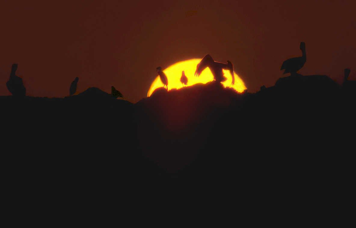 pelicans sunset rocks Vintage A4 Photo Print