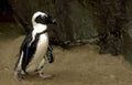 penguin african bird Vintage A4 Photo Print