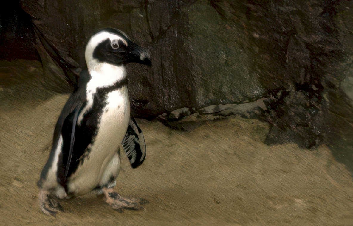 penguin african bird Vintage A4 Photo Print