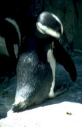 penguin snow concrete Vintage A4 Photo Print