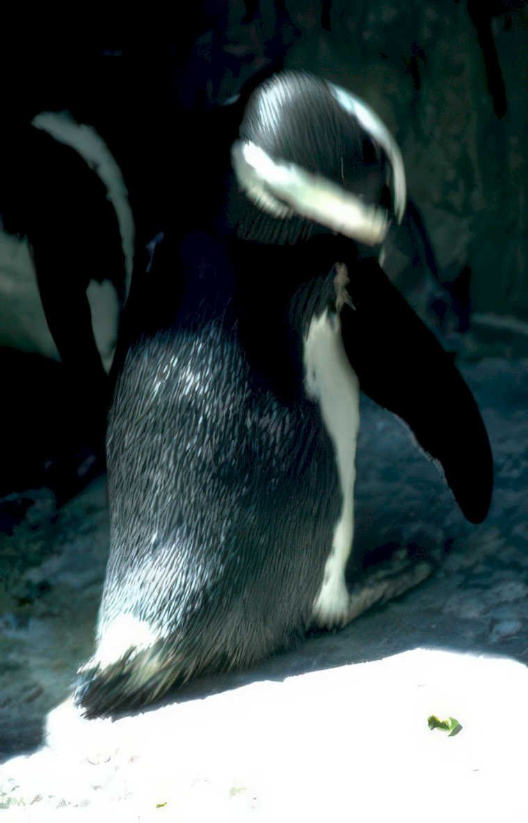penguin snow concrete Vintage A4 Photo Print