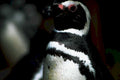 penguin water droplets1980s 1990s A4 Photo Print