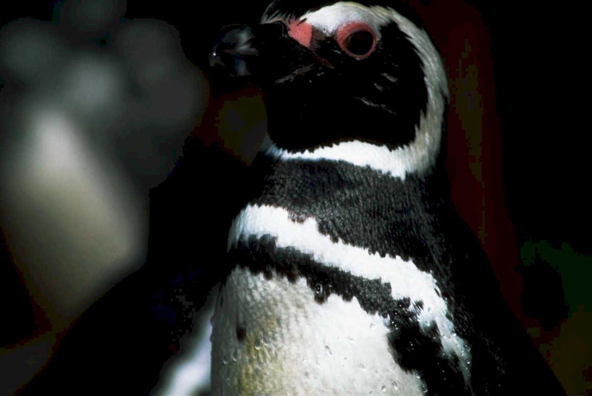 penguin water droplets1980s 1990s A4 Photo Print