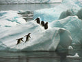 penguins iceberg antarctica1980s 1990s A4 Photo Print