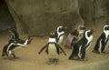 penguins rock dusk Vintage A4 Photo Print