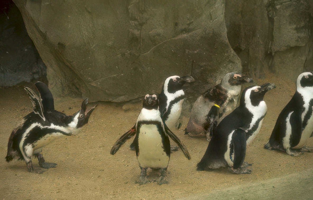 penguins rock dusk Vintage A4 Photo Print