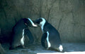 penguins rock wall 1 Vintage A4 Photo Print