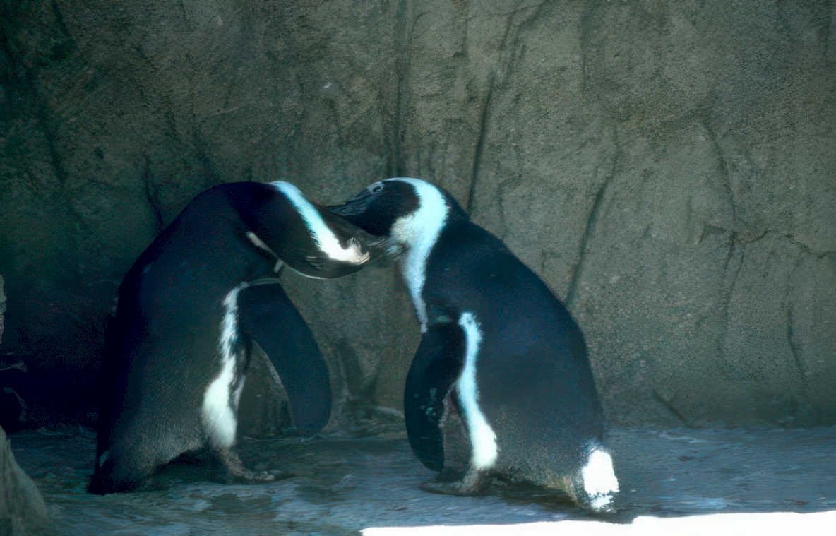 penguins rock wall 1 Vintage A4 Photo Print