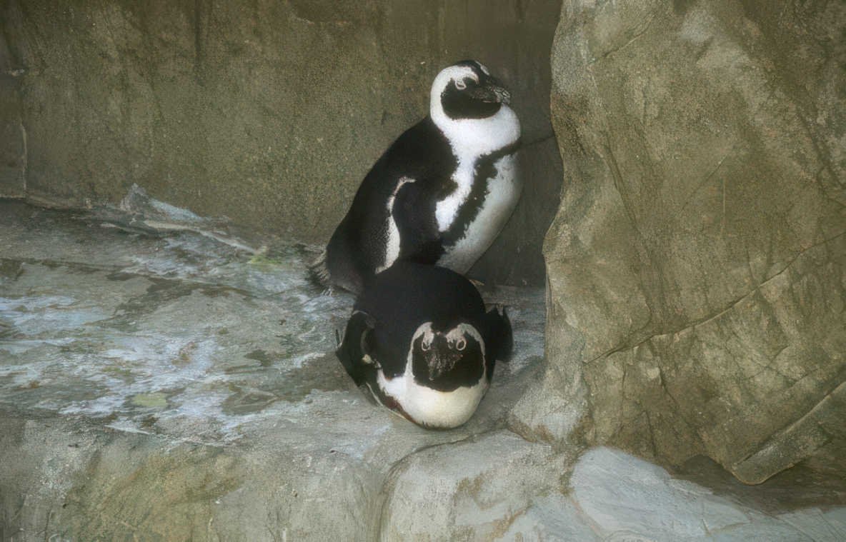 penguins rock wall 2 Vintage A4 Photo Print