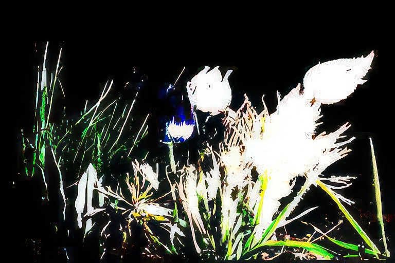 pennisetum grass white Vintage A4 Photo Print