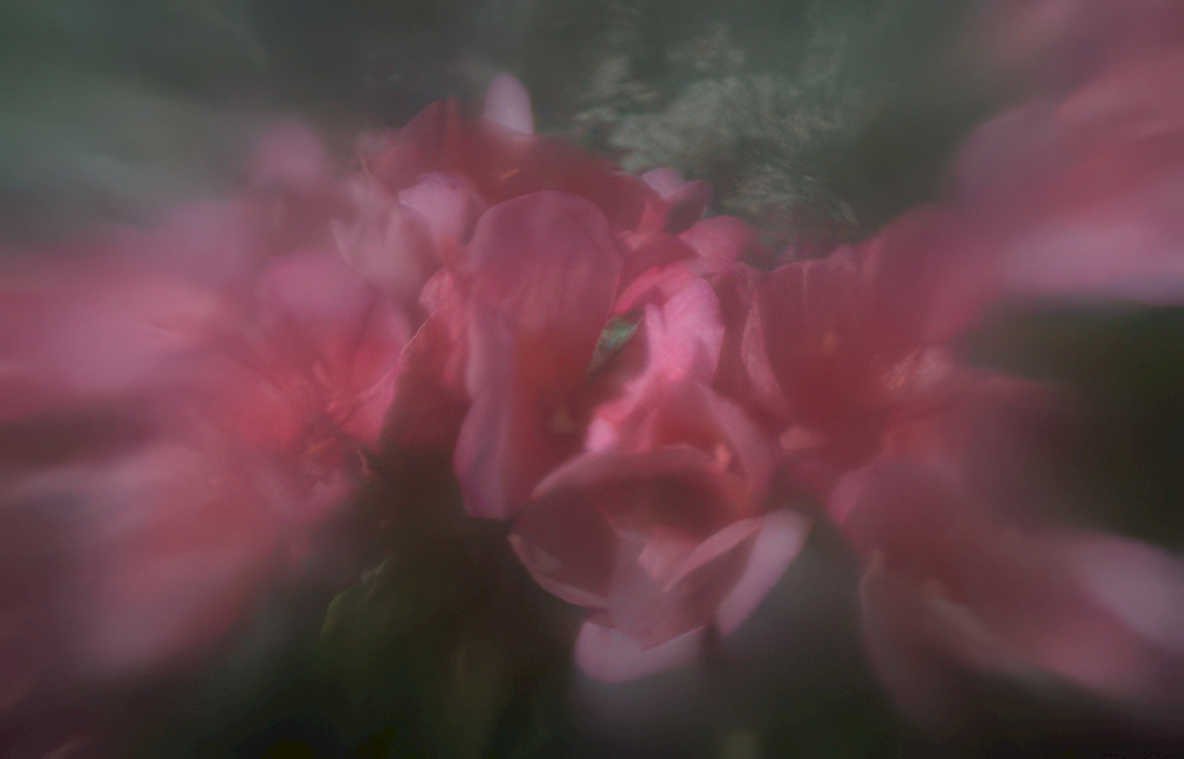 peonies pink bloom Vintage A4 Photo Print