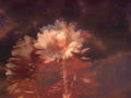 peony flower dark1980s 1990s A4 Photo Print