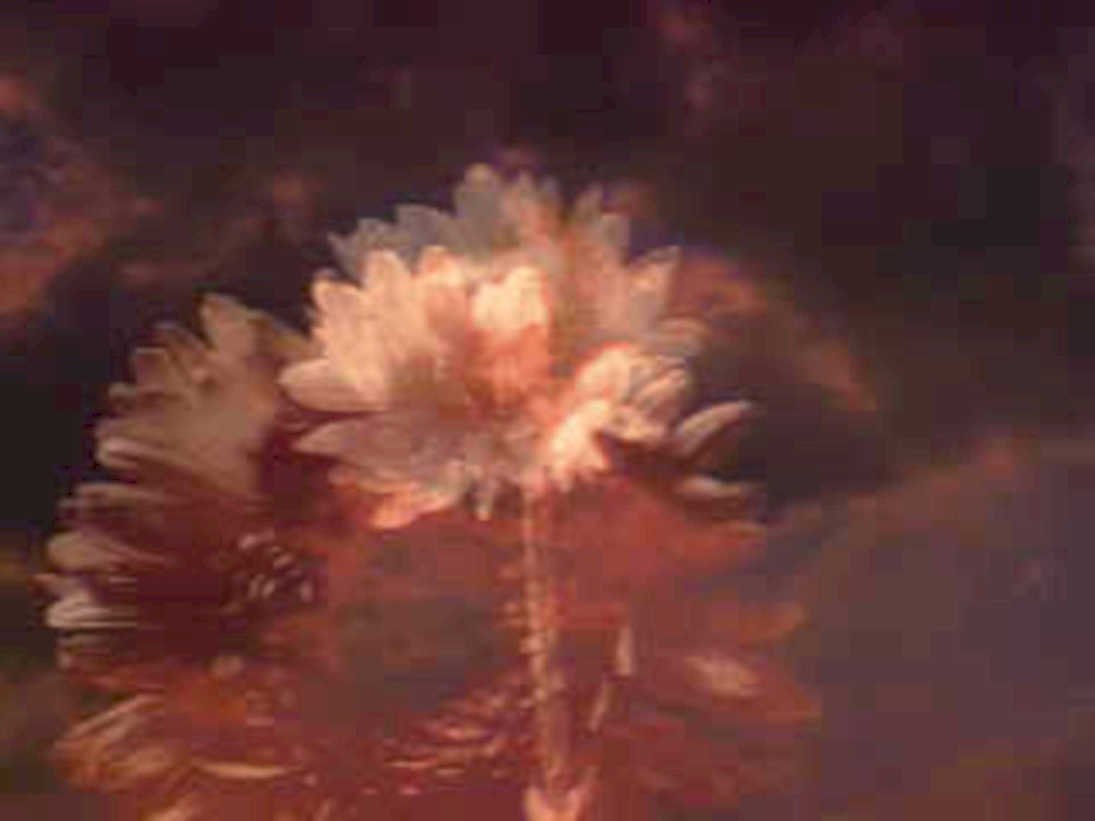 peony flower dark1980s 1990s A4 Photo Print