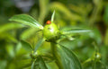peony ladybug bud Vintage A4 Photo Print