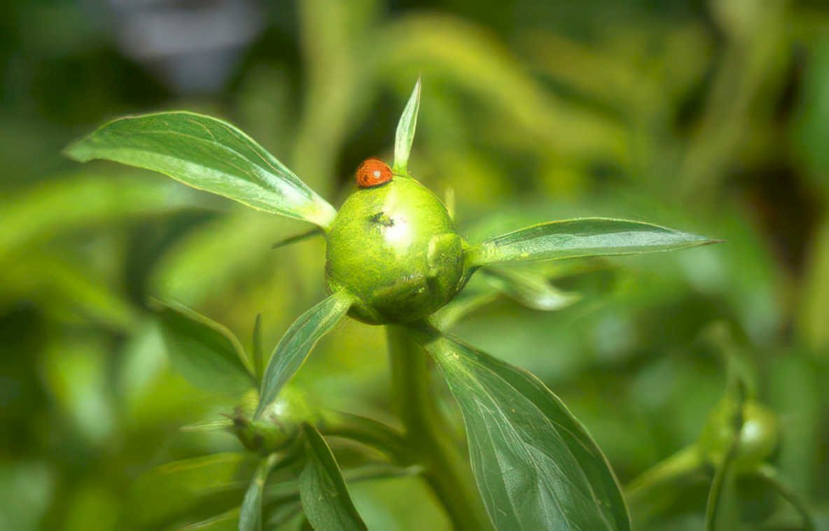 peony ladybug bud Vintage A4 Photo Print