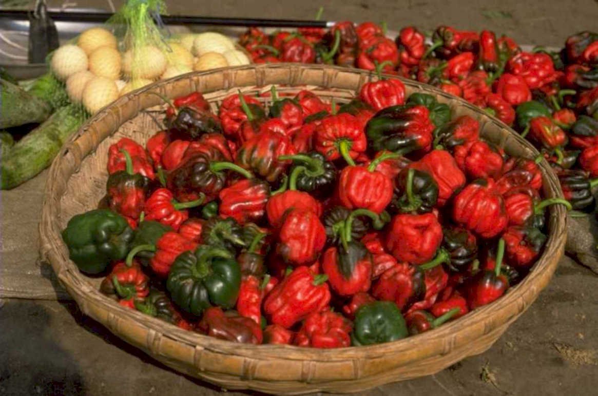 pepper chili basket 1980s 1990s A4 Photo Print