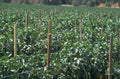 pepper plant field 1980s 1990s A4 Photo Print