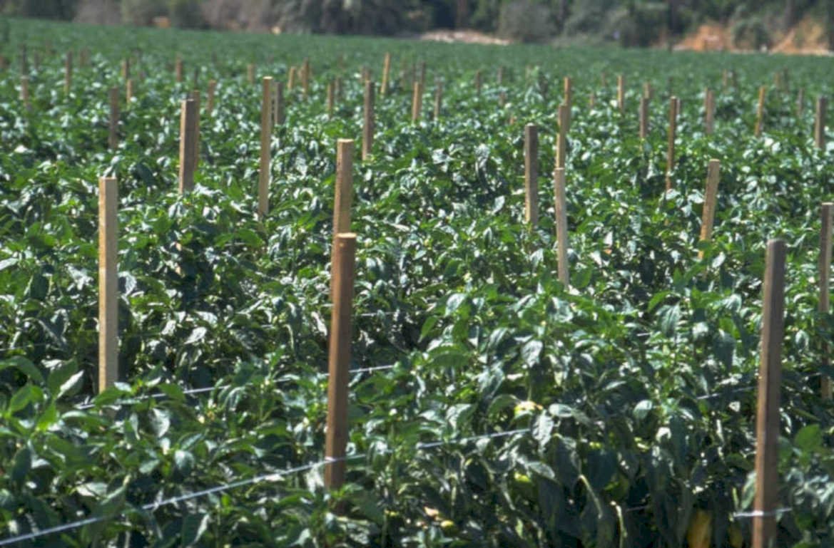 pepper plant field 1980s 1990s A4 Photo Print