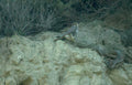 peregrine falcon cliff GIGA 2