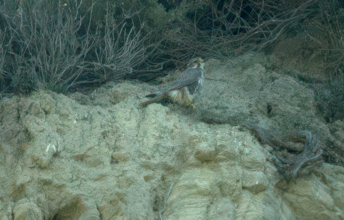 peregrine falcon cliff GIGA 2