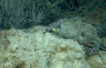 peregrine falcon cliff Vintage A4 Photo Print