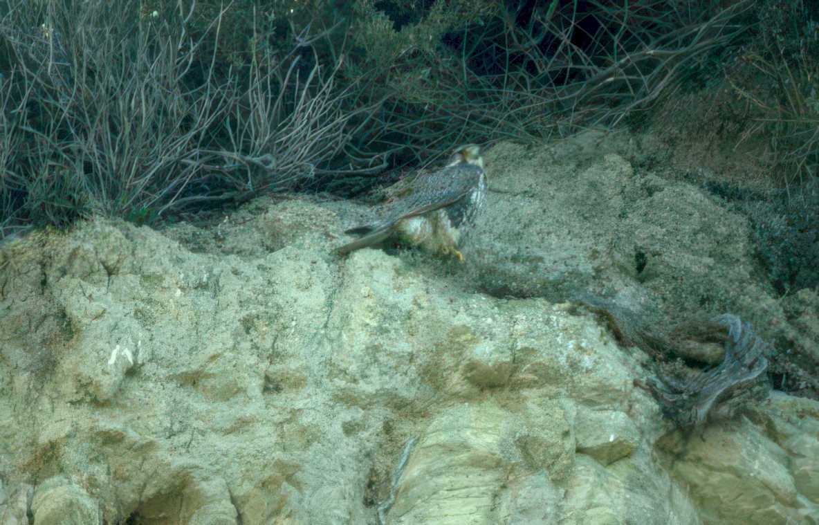 peregrine falcon cliff Vintage A4 Photo Print