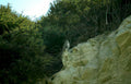 peregrine falcon crete GIGA 2