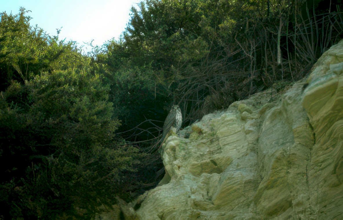 peregrine falcon crete GIGA 2