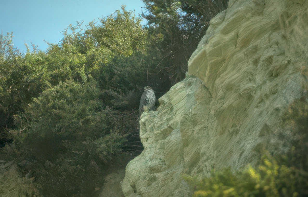 peregrine falcon crete Vintage A4 Photo Print