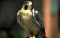 peregrine falcon portrait GIGA 2