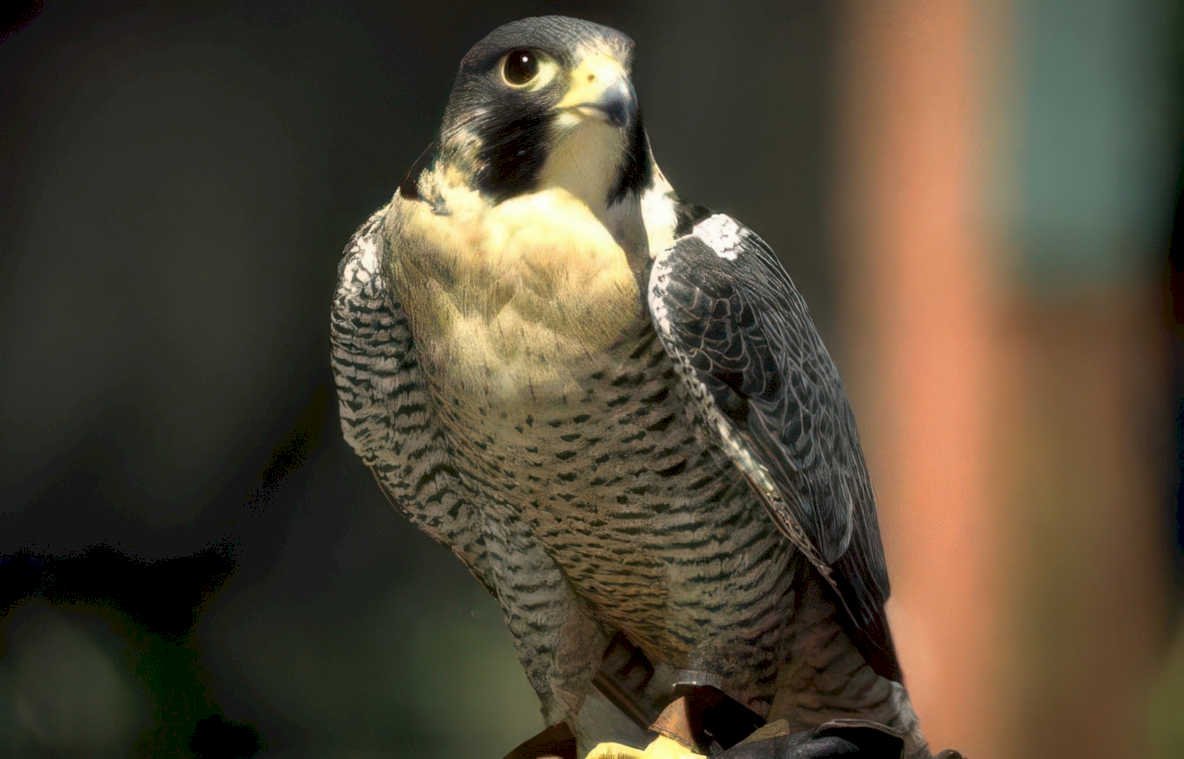peregrine falcon portrait GIGA 2