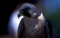 peregrine falcon portrait Vintage A4 Photo Print