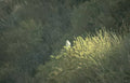 peregrine falcon shrub Vintage A4 Photo Print
