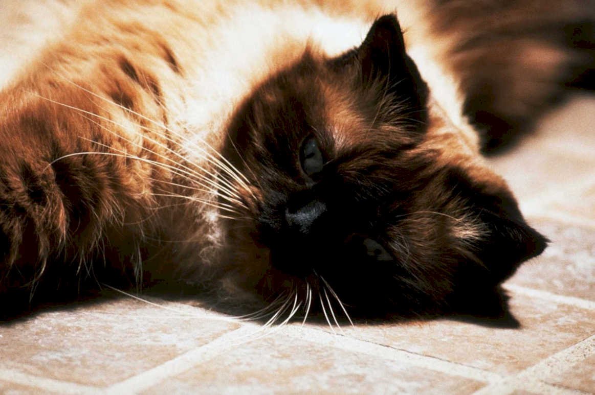 persian cat tile1980s 1990s A4 Photo Print