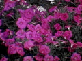 petunia bloom purple1980s 1990s A4 Photo Print