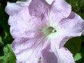 petunia pink flower1980s 1990s A4 Photo Print