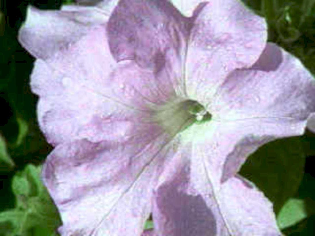 petunia pink flower1980s 1990s A4 Photo Print
